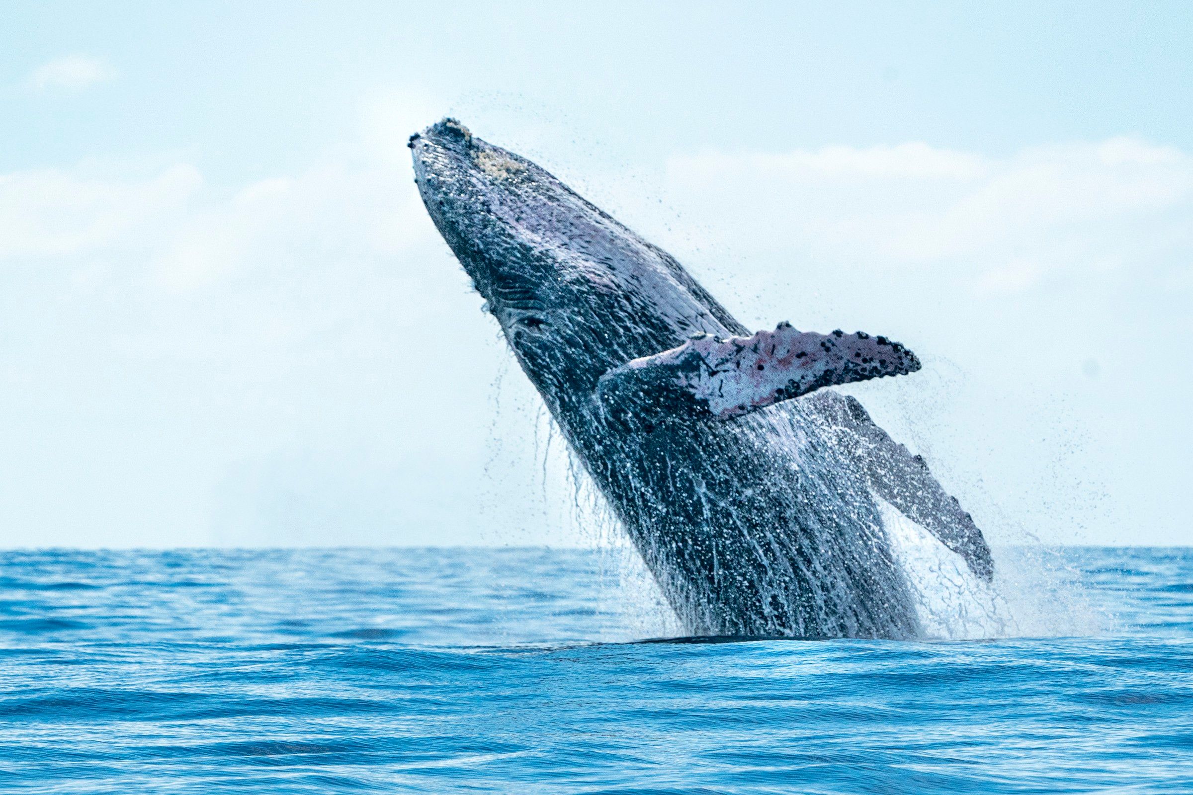 Le ballet majestueux des baleines à bosse à La Réunion